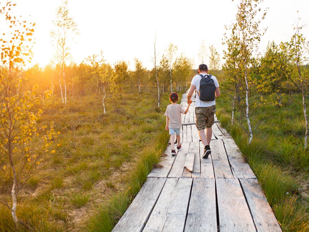 Erwachsener Mann geht mit Kind durch Moorlandschaft mit Birken während die Sonne untergeht.